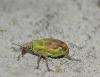 216080 – Photo : roy – France (85)
